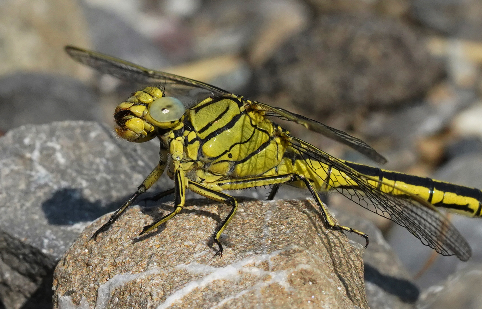 Westliche Keiljungfer