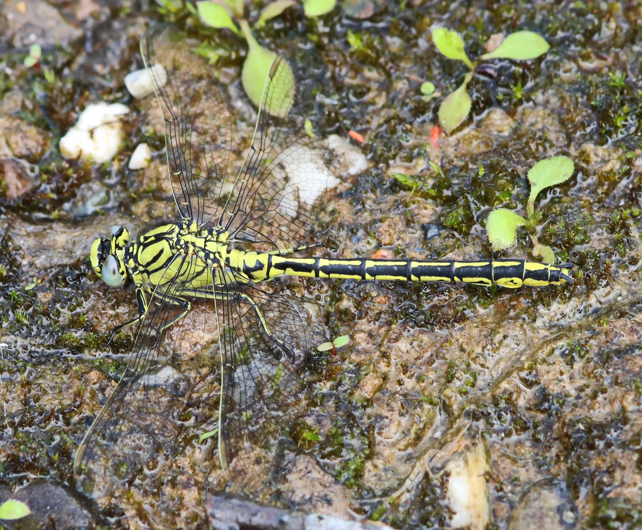 westliche Keiljungfer