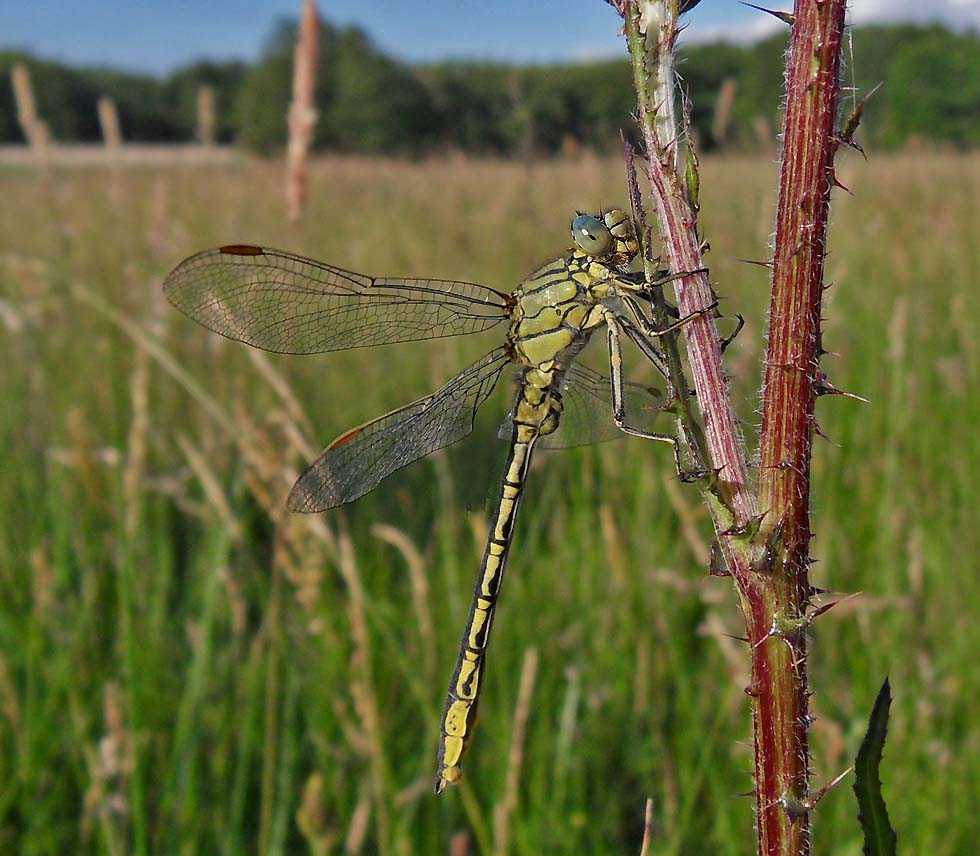 Westliche Keiljungfer