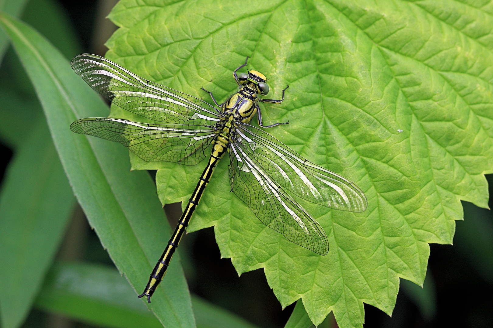 Westliche Keiljungfer (Gomphus pulchellus)