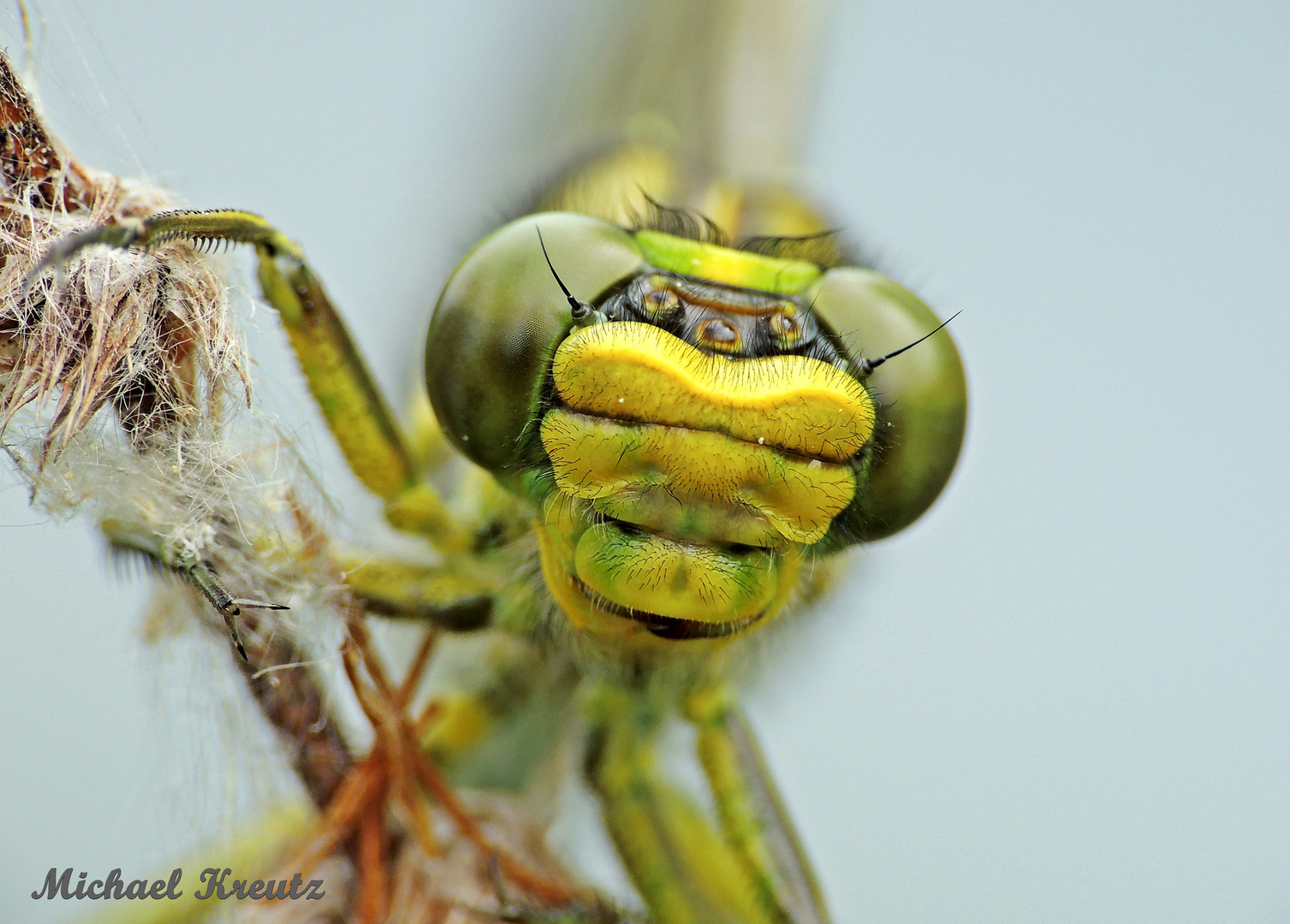 Westliche Keiljungfer – Gomphus pulchellus