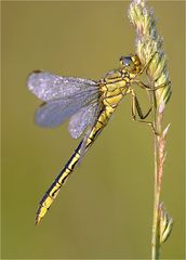 Westliche Keiljungfer (Gomphus pulchellus)