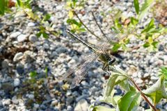 Westliche Keiljungfer (Gomphus pulchellus) 