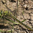 Westliche Keiljungfer (Gomphus pulchellus)