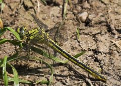 Westliche Keiljungfer (Gomphus pulchellus)