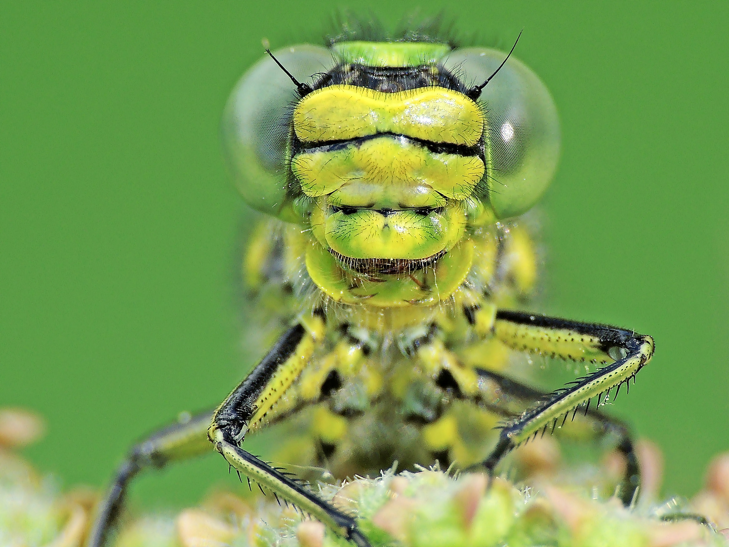 Westliche Keiljungfer – Gomphus pulchellus 2