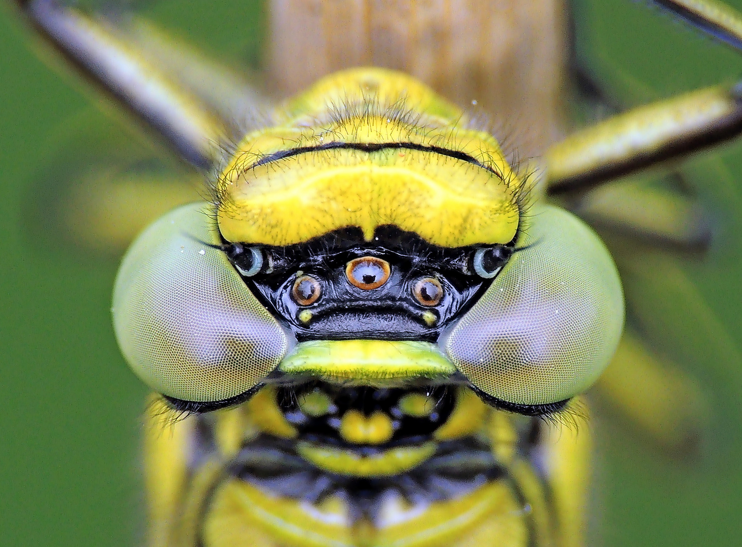 Westliche Keiljungfer – Gomphus pulchellus 3