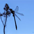 westliche keiljungfer (gomphus pulchellus).....