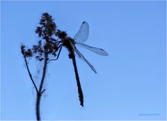 westliche keiljungfer (gomphus pulchellus).....