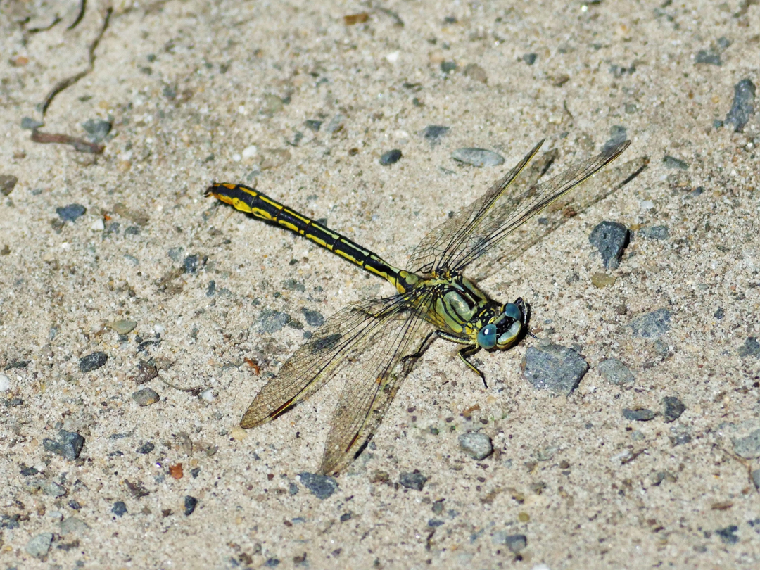 Westliche Keiljungfer (Gomphus pulchellus)