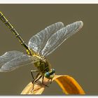 Westliche Keiljungfer (Gomphus pulchellus)