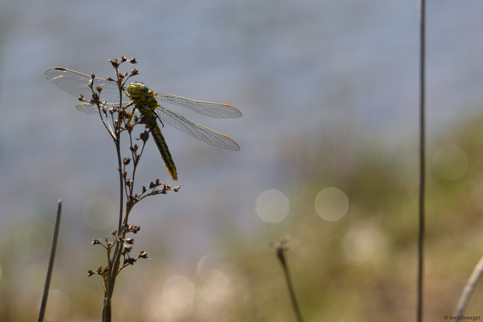 Westliche Keiljungfer (Gomphus pulchellus)