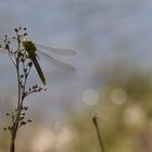 Westliche Keiljungfer (Gomphus pulchellus)