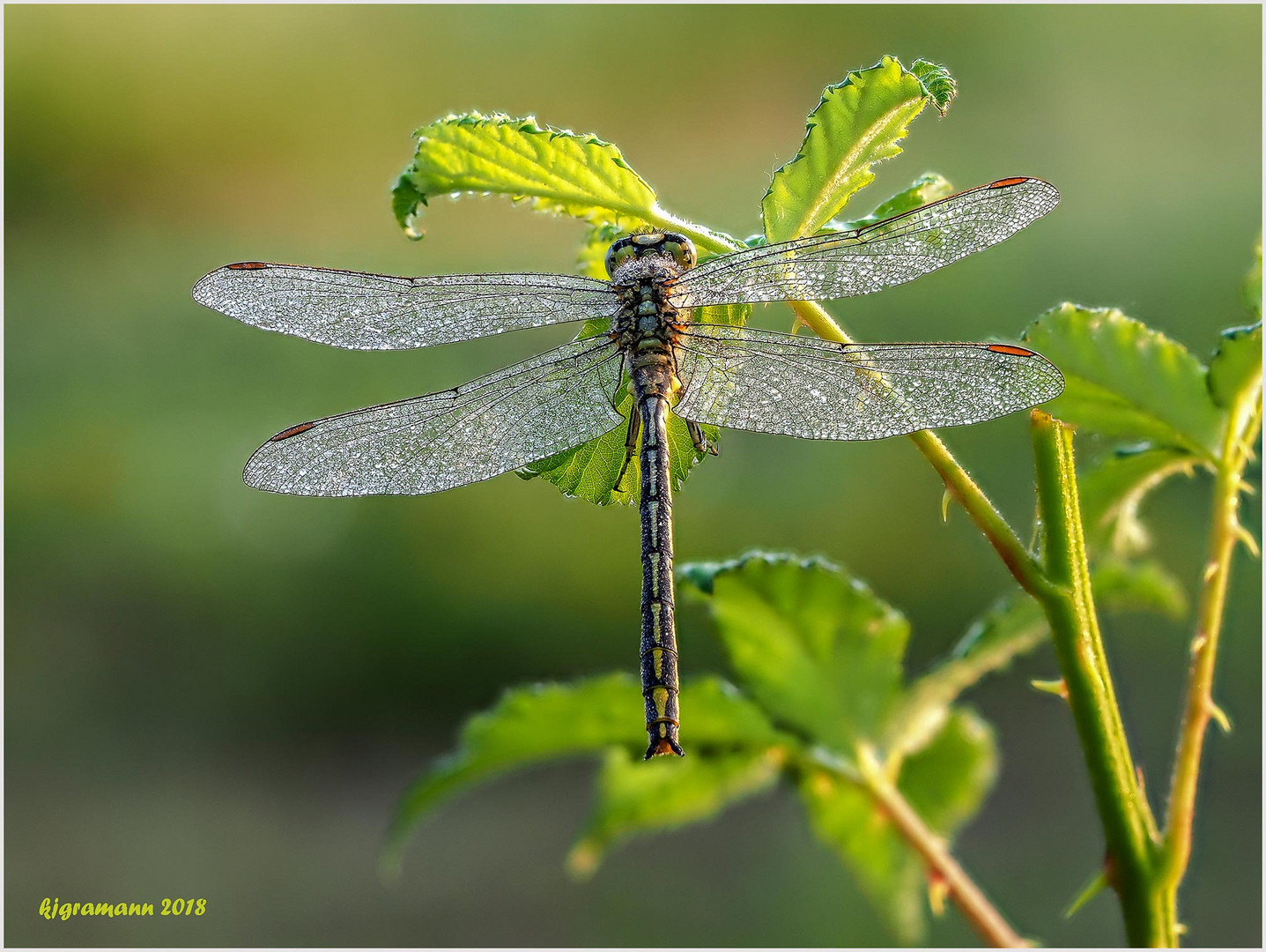 westliche keiljungfer (gomphus pulchellus).....