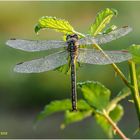 westliche keiljungfer (gomphus pulchellus).....