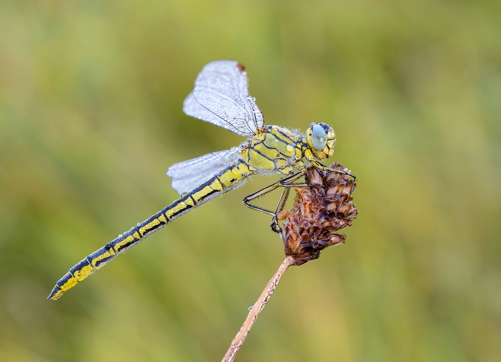 Westliche Keiljungfer (Gomphus pulchellus)