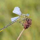 Westliche Keiljungfer (Gomphus pulchellus)