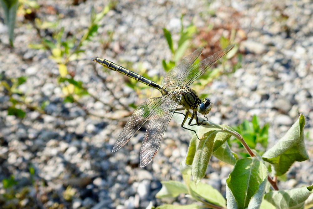 Westliche Keiljungfer (Gomphus pulchellus)