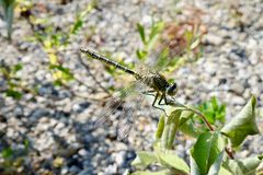 Westliche Keiljungfer (Gomphus pulchellus)