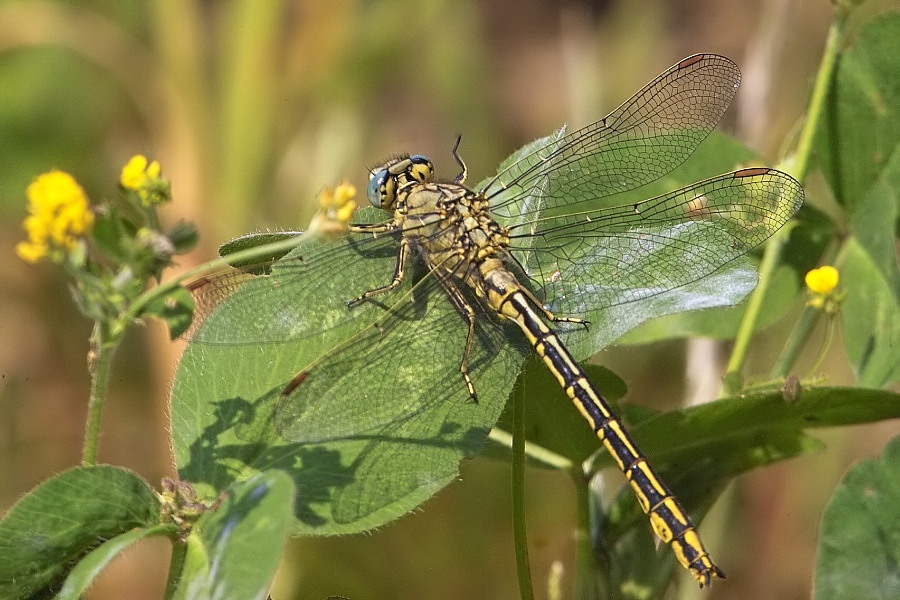 Westliche Keiljungfer (Gomphus pulchellus)