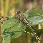 Westliche Keiljungfer (Gomphus pulchellus)