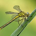 Westliche Keiljungfer (Gomphus pulchellus)