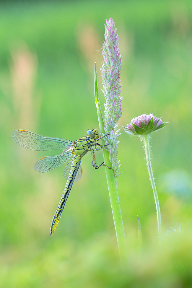 Westliche Keiljungfer (Gomphus pulchellus)