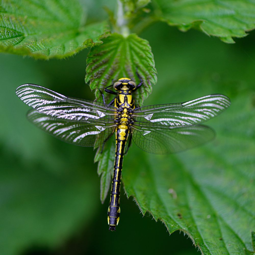 Westliche Keiljungfer (Gomphus pulchellus)