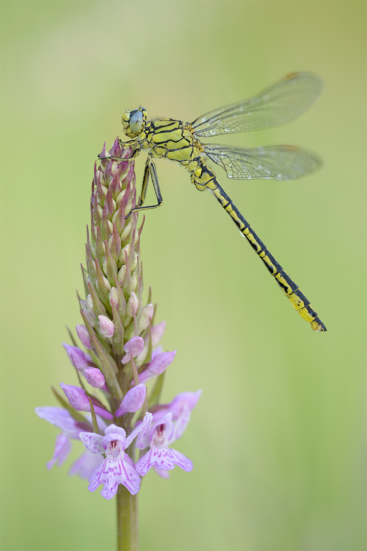 Westliche Keiljungfer (Gomphus pulchellus)