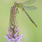 Westliche Keiljungfer (Gomphus pulchellus)