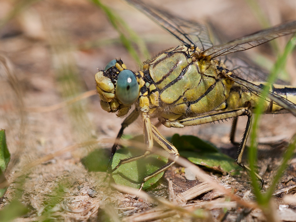 Westliche Keiljungfer - Gomphus pulchellus