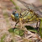 Westliche Keiljungfer - Gomphus pulchellus