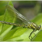 Westliche Keiljungfer (Gomphus pulchellus)