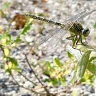 Westliche Keiljungfer (Gomphus pulchellus)