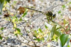 Westliche Keiljungfer (Gomphus pulchellus)