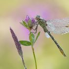 Westliche Keiljungfer Gomphus pulchellus