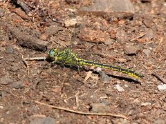 Westliche Keiljungfer (Gomphus pulchellus)