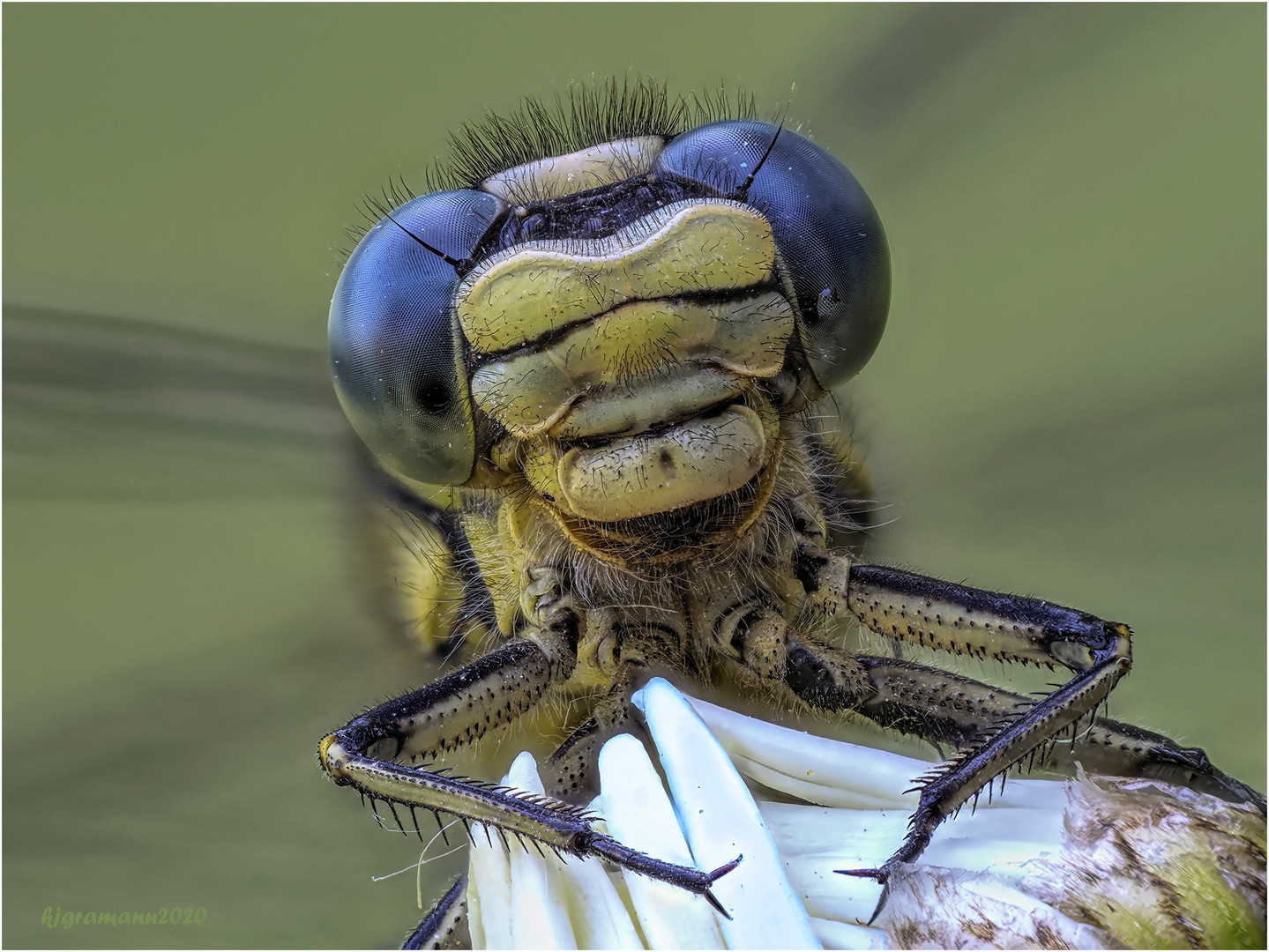 westliche keiljungfer (gomphus pulchellus) II.....