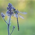 westliche keiljungfer (gomphus pulchellus) III.....