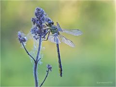 westliche keiljungfer (gomphus pulchellus) III.....