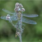 westliche keiljungfer (gomphus pulchellus) IV.....