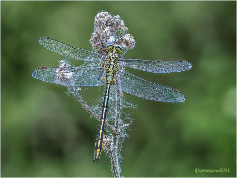 westliche keiljungfer (gomphus pulchellus) IV.....