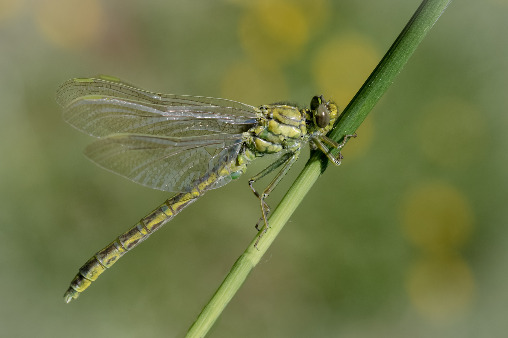 westliche keiljungfer m.