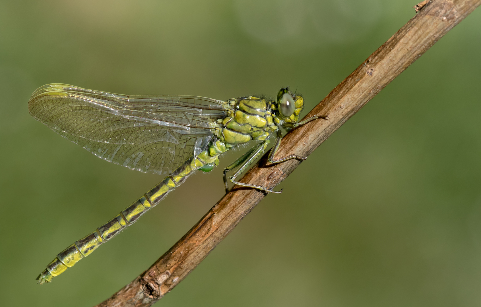 westliche keiljungfer m.