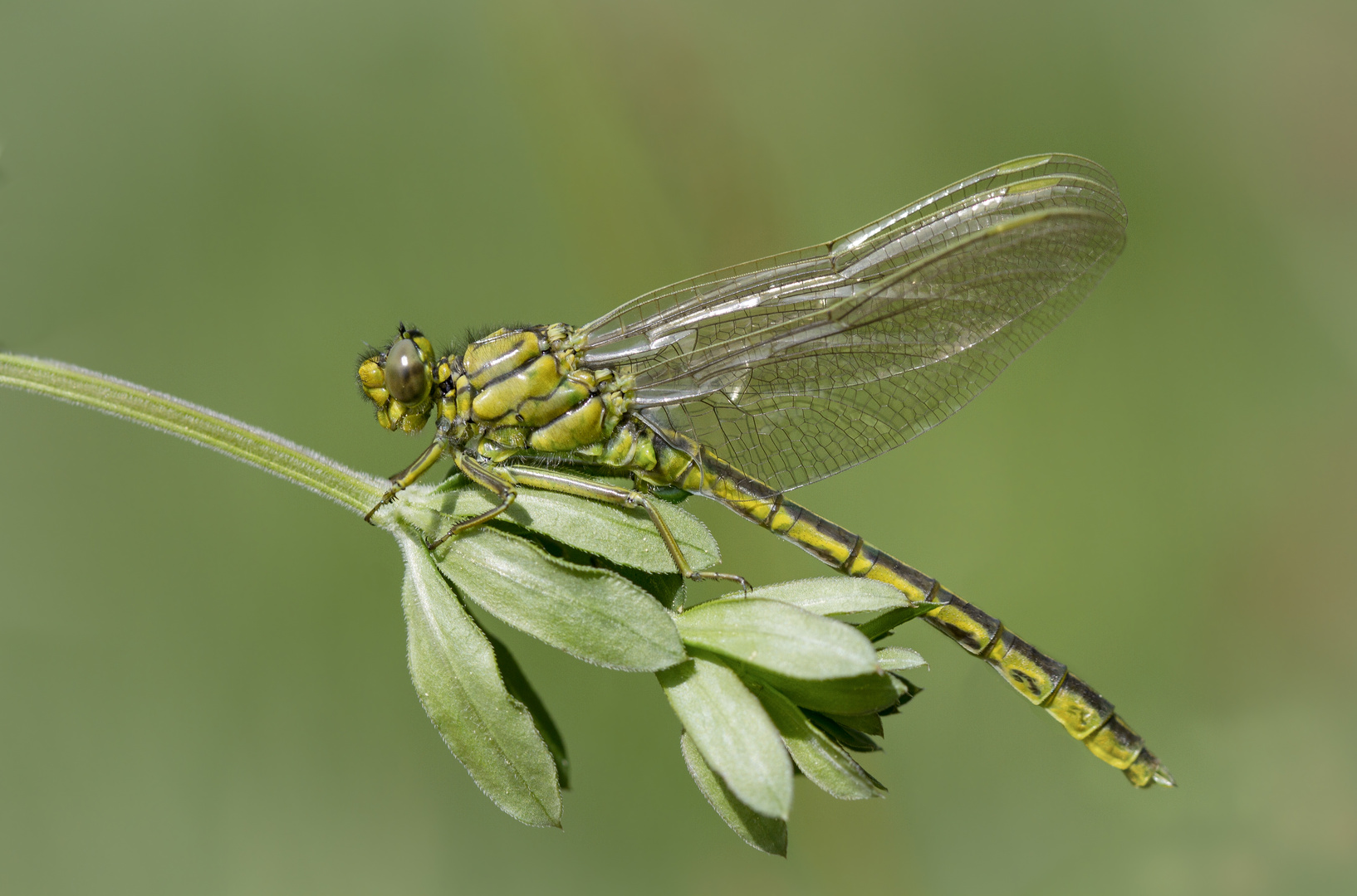 westliche keiljungfer m.