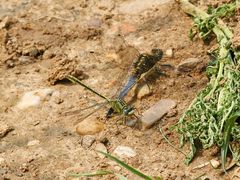 Westliche Keiljungfer und Großer Blaupfeil