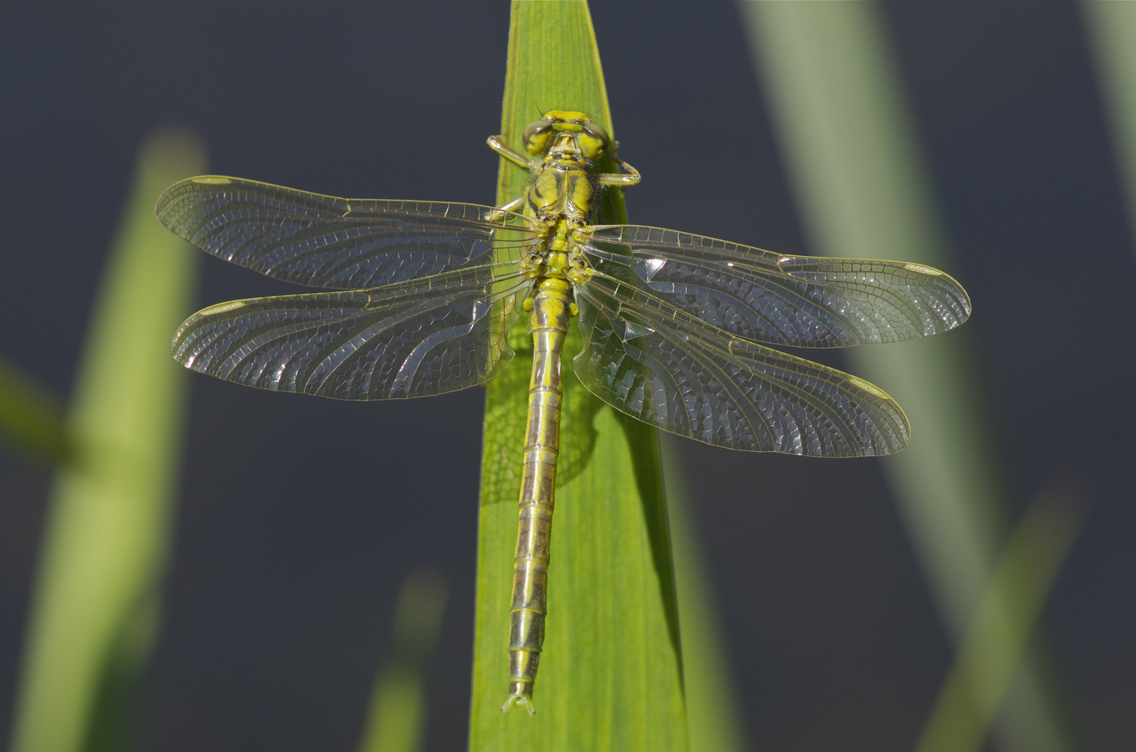 Westliche Keiljungfer vor dem Jungfernflug