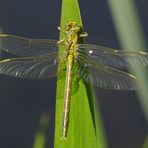 Westliche Keiljungfer vor dem Jungfernflug