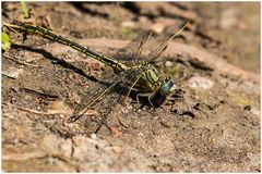 Westliche Keiljungfer(Gomphus pulchellus)