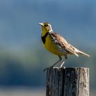 westliche Lerchenstärling sonnt sich